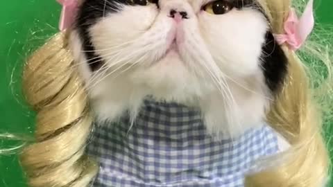 Dramatic video of a cat