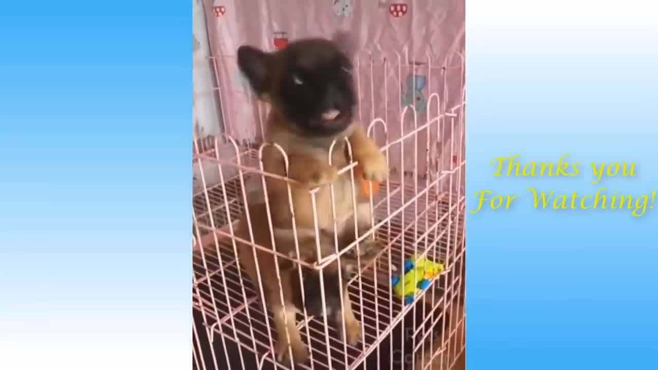 Funniest Animals - Best Of The Funny Animal Videos.. 🤣🐶