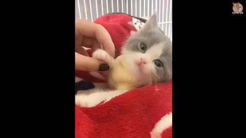 Pretty&cute cats