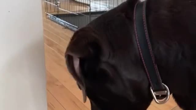 MUST WATCH Dog's Reaction to Sparkling water. Super funny 🤣🤣