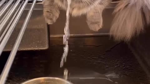 Cat can control the water element WTH 👀😯