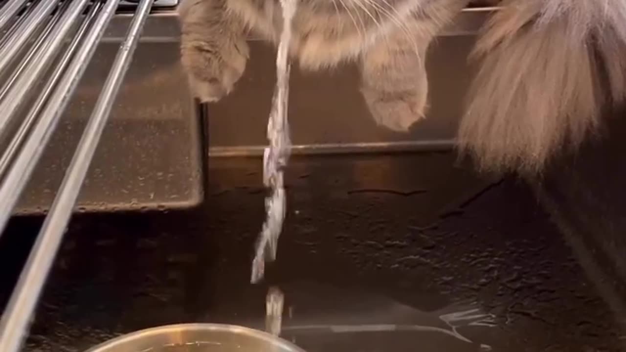 Cat can control the water element WTH 👀😯