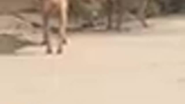 Super funny animal Monkey and dog can't stop laughing