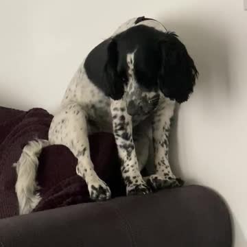 Sleepy dog struggles to stay awake