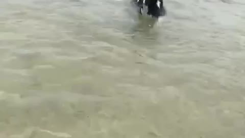 Black dog running in water