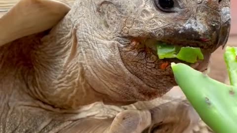 Nom nom nom 🐢✨💕 Enjoy your day!!!