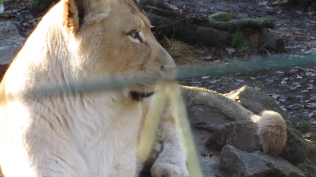 Very strong lioness, resting after dinner