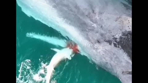 shark eating a whale carcass