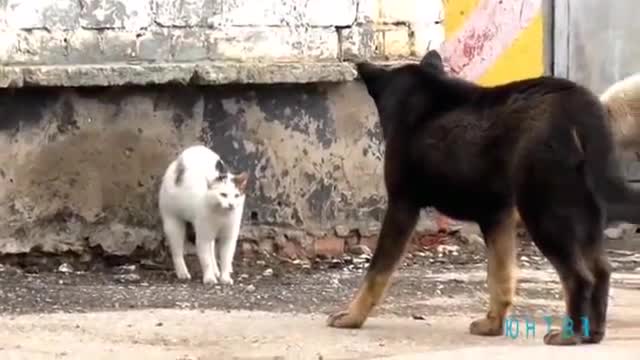 Кошка бойцовой породы.