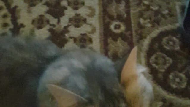 Game with cat