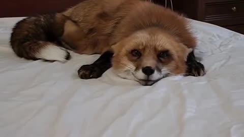 cute fox