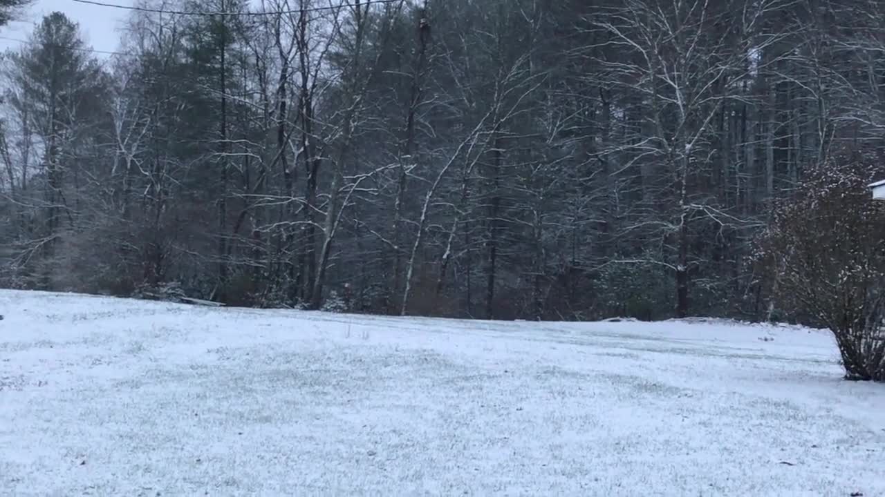 The First Snowfall of 2019 at the Henry Hollow