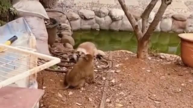 Very Cute Funny Animals Video..