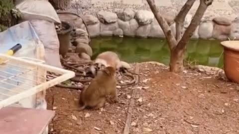 Very Cute Funny Animals Video..