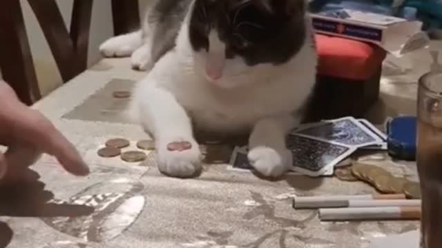 the cat is a magician