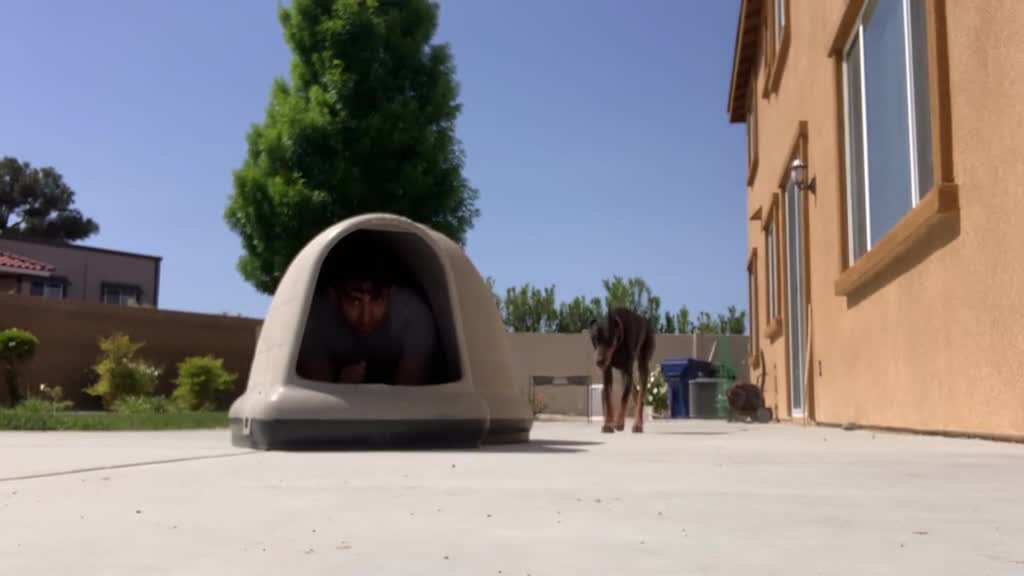 We back day 22 #doggo #pranks #dontletthisflop