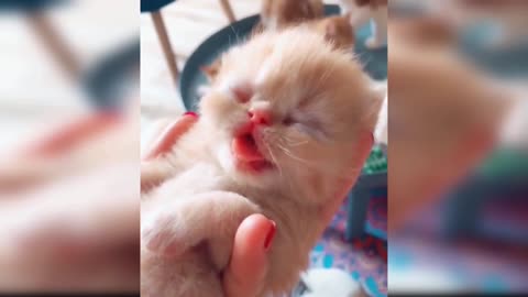 Baby Cats - Cute and Funny Baby Cat Videos Compilation