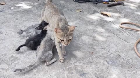 FUNNY ANIMAL PET VIDEO - Mother cat runs away from kitten while breastfeeding