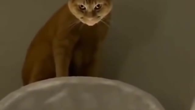 This cat is scarycat cats catlover funnycats cutecats pets kitten