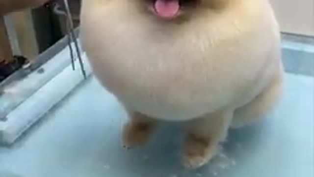 funny animals