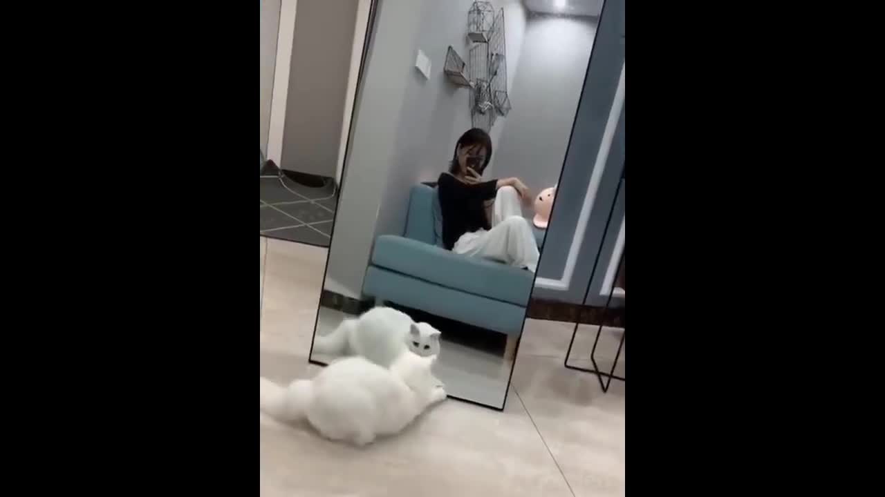 cute funny cat vs glass