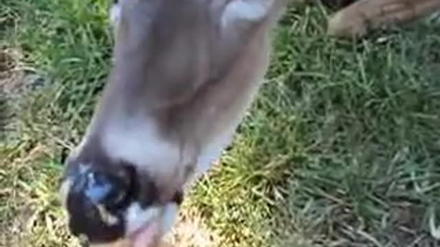 My daughter Hannah feeding peanut butter to a local doe.