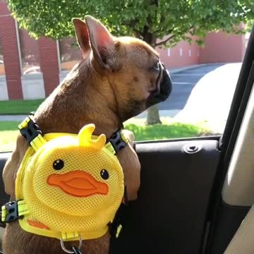 Everybody is excited in back to school and this puppy is no exception