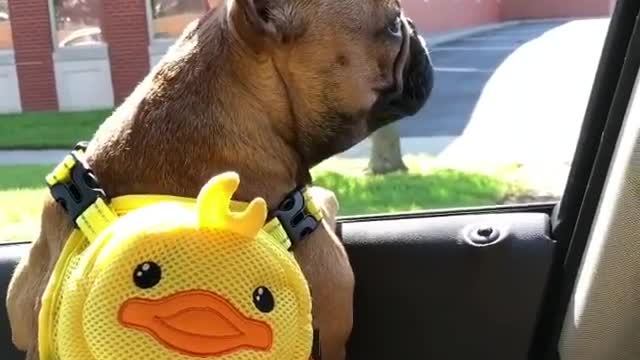Everybody is excited in back to school and this puppy is no exception