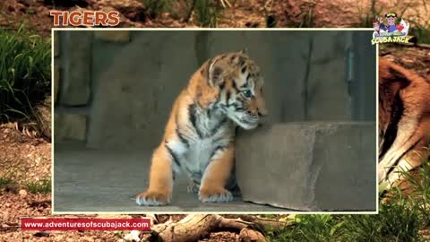 The Actual Facts About Tigers in 2020-Kids Educational Video