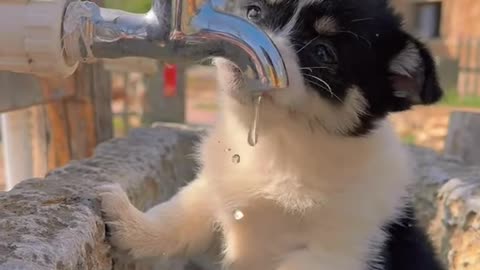 Adorable Baby Animals Discovering the World for the First Time 🐾🐇🐶