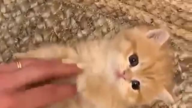 Sad Cats video🥰🥺🐹