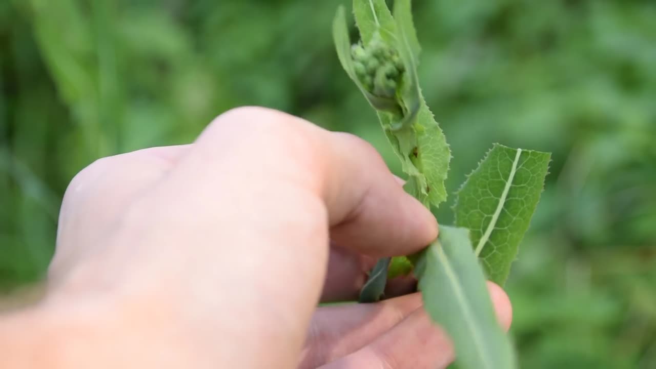 5 Medicinal Plants And Herbs You Can Find In Your Yard