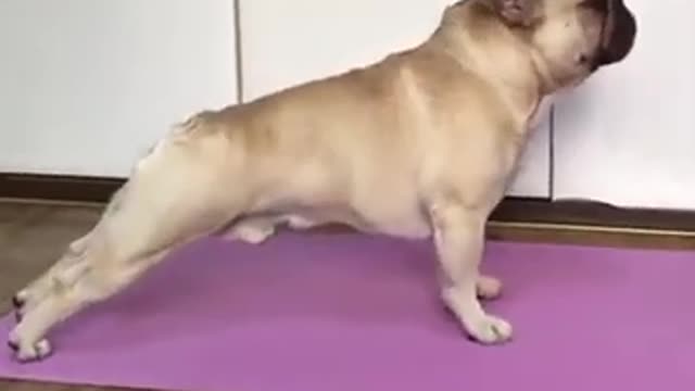 This pug loves yoga.