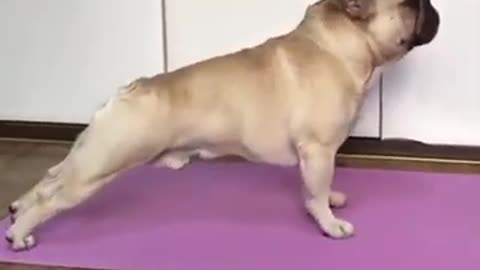 This pug loves yoga.