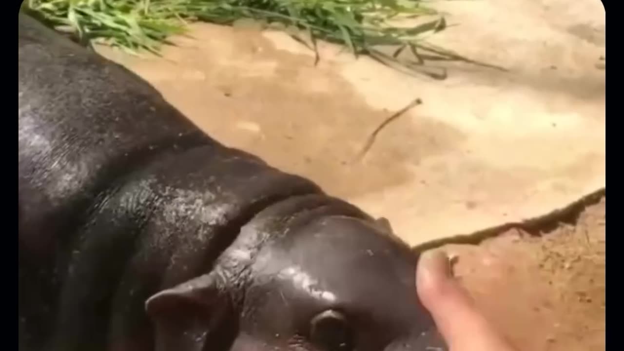 Baby hippos are so cute 😍