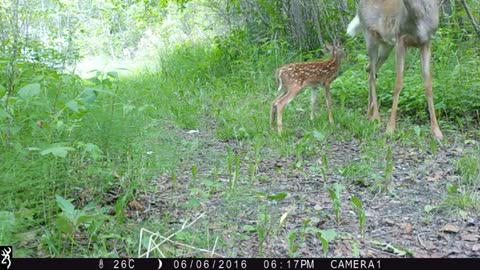 Whitetail Fawn getting a bath