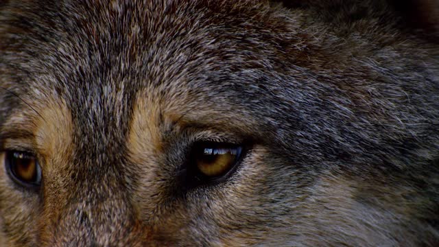 the eyes and the magnificent gaze of a wolf