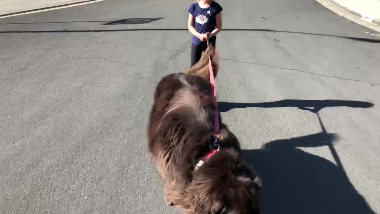 Big Dog Doesn't Mind Pulling His Little Human On Roller Blades