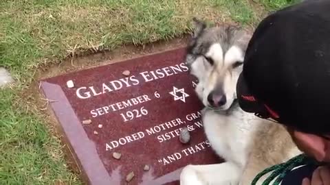 Dog cries at his owners grave