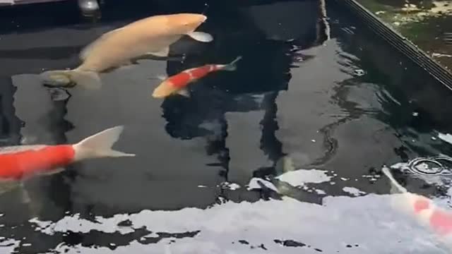 Dog and koi fish become friend