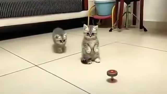 Happy kittens "don't touch that"