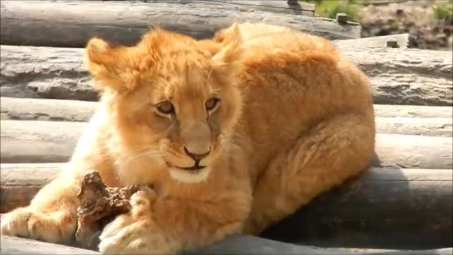 baby lions playing !