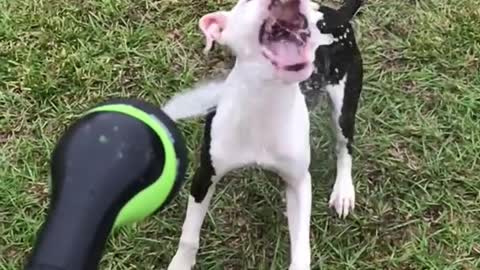 Small black white dog enjoys getting sprayed by hose