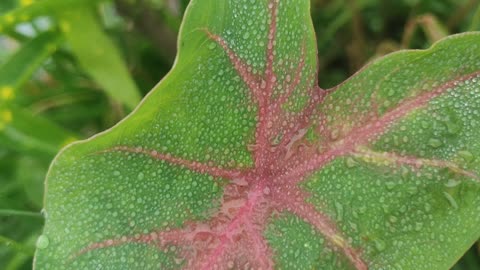 I love plants and dew