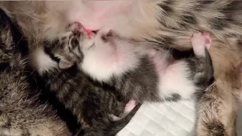 only sweet kitten