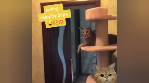 BEST CAT VIDEOS OF 2021 CUTE AND FUNNY CATS