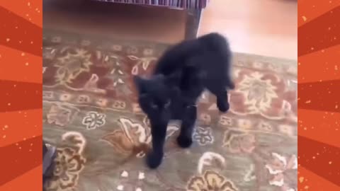 Funny kitten