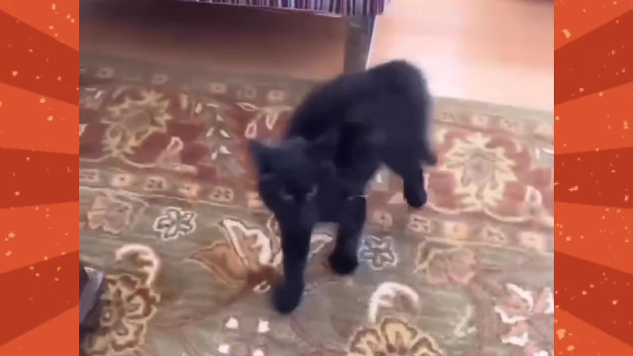 Funny kitten