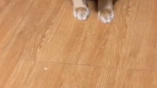 Dog funny Video
