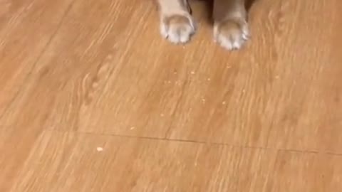 Dog funny Video